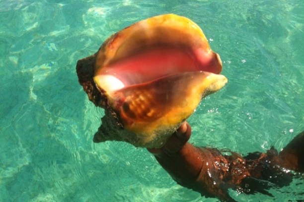 Conch shell