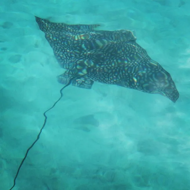 Spotted-Eagle-Ray