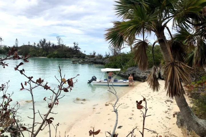 a group of palm trees next to a body of water