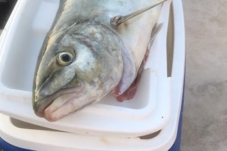 a close up of a fish