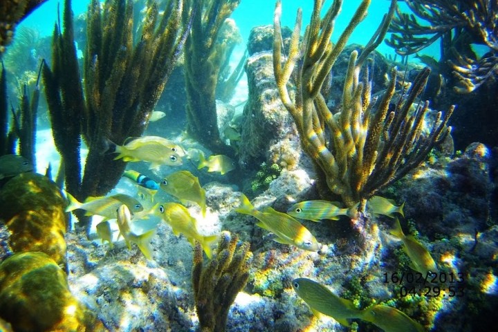 underwater view of a coral