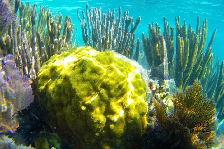 underwater view of a coral