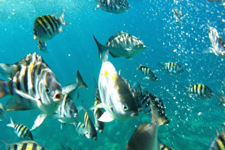 a bird swimming in water