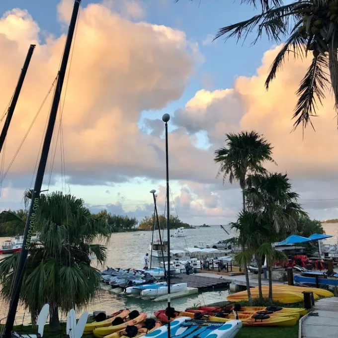 a group of palm trees next to a body of water