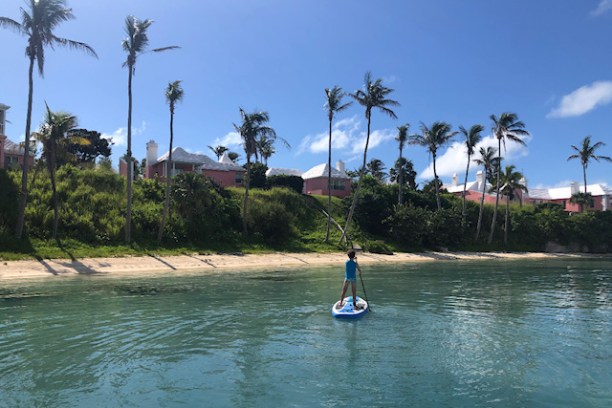 a group of palm trees next to a body of water